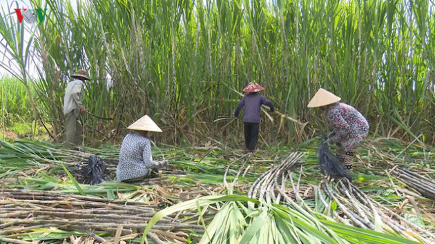 Giá mía chục tăng mạnh nhờ nhu cầu tăng cao - Ảnh 1.