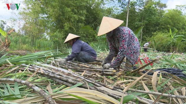 Giá mía chục tăng mạnh nhờ nhu cầu tăng cao - Ảnh 2.