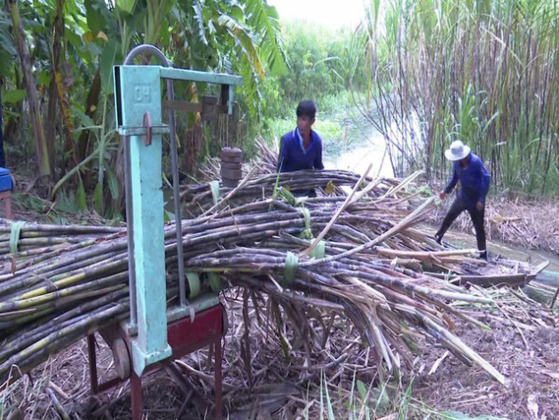 Giá mía thấp khiến người dân vùng mía lớn nhất ĐBSCL lao đao