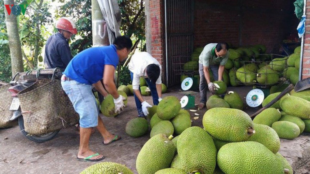 Giá mít tăng cao, nông dân Tiền Giang trồng ồ ạt, bất chấp khuyến cáo