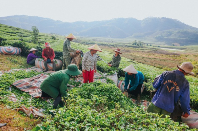 Giá ‘nữ hoàng của các loại hạt tăng chóng mặt, huyện vùng núi tăng diện tích lên 1.000 lần - Ảnh 8.