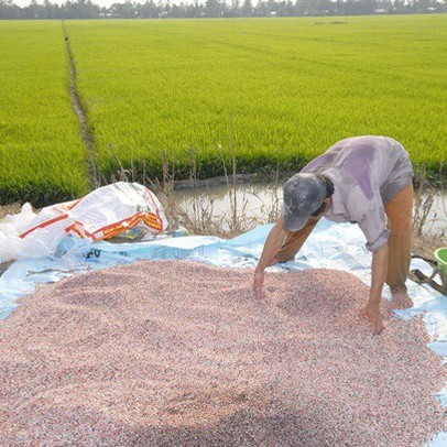 Giá phân bón tăng, nông dân lo lắng