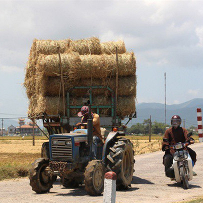 Giá tăng cao, 1 sào rơm = 80kg lúa!