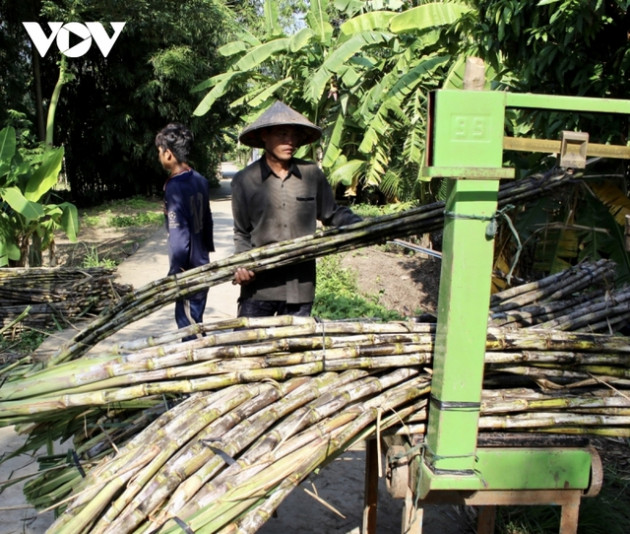 Giá tăng mạnh, người trồng mía phấn khởi vì có thu nhập cao