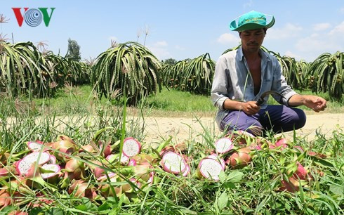 Giá thanh long Bình Thuận chỉ còn 500 đồng/kg vẫn không người mua