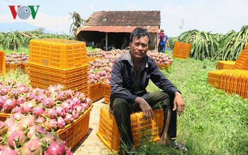 Giá thanh long Bình Thuận chỉ còn 500 đồng/kg vẫn không người mua - Ảnh 2.