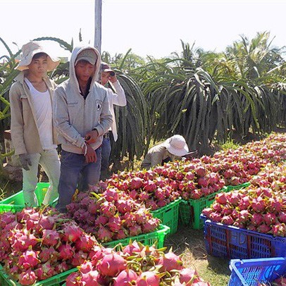 Giá thanh long Bình Thuận vẫn giữ mức cao