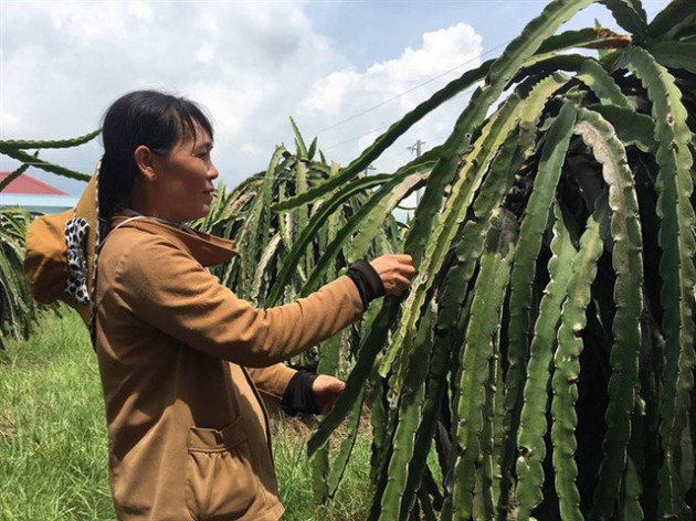 Giá thanh long đang nhích lên từng ngày, nguồn cung không nhiều