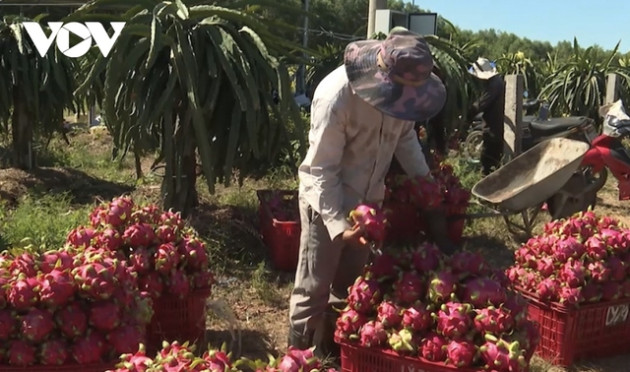 Giá thanh long tăng mạnh, nhà vườn ở Bà Rịa- Vũng Tàu phấn khởi