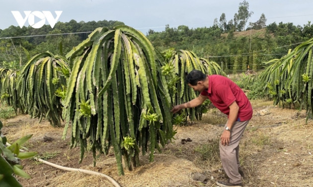 Giá thanh long tăng mạnh, nhà vườn ở Bà Rịa- Vũng Tàu phấn khởi - Ảnh 2.