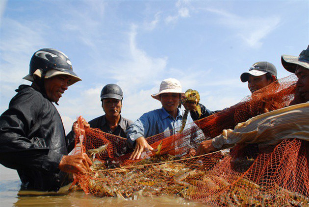 Giá tôm đã tăng trở lại