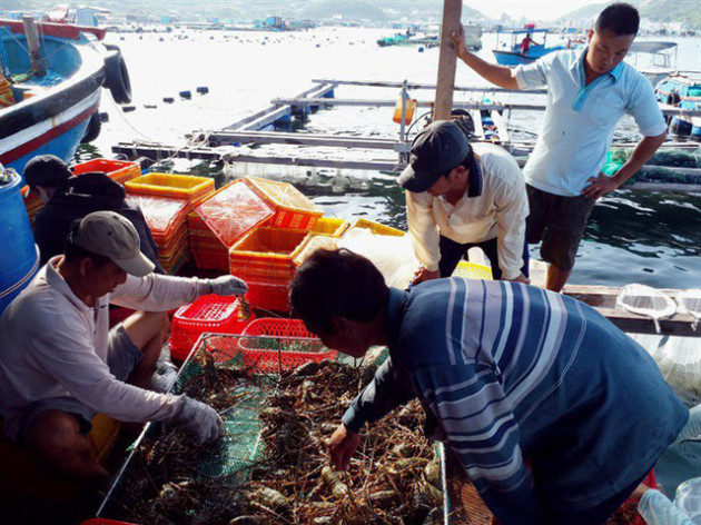 Giá tôm hùm thương phẩm tăng 100.000-300.000 đ/kg