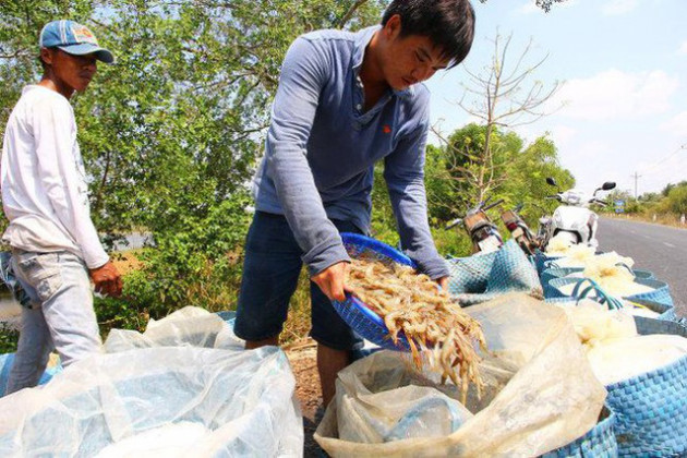  Giá tôm ở mức cao nhưng tắc thu mua vì các tỉnh tự... gây khó - Ảnh 2.