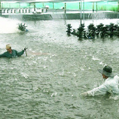 Giá tôm thẻ chân trắng giảm sâu