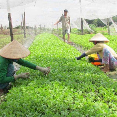 Giá trái cây, rau củ tăng giảm thất thường