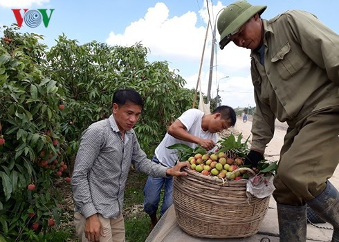 Giá vải ở Phương Nam giảm thê thảm, nguy cơ mỗi hộ mất cả trăm triệu - Ảnh 1.