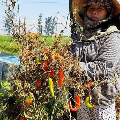 'Giải cứu' ớt vì doanh nghiệp thất hứa