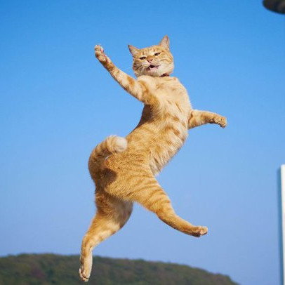 Giải mã hiện tượng “Cú nảy con mèo chết” trong đầu tư chứng khoán