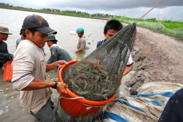  Giải mã thành công của con tôm Việt Nam và mục tiêu xuất khẩu 4 tỷ USD năm 2021 - Ảnh 1.