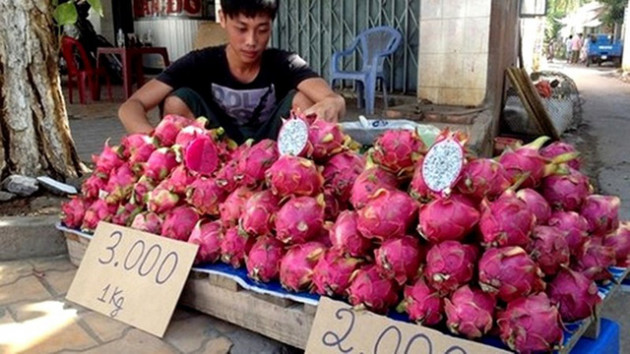 Giải mã việc Trung Quốc đột ngột ngưng mua thanh long VN - Ảnh 1.