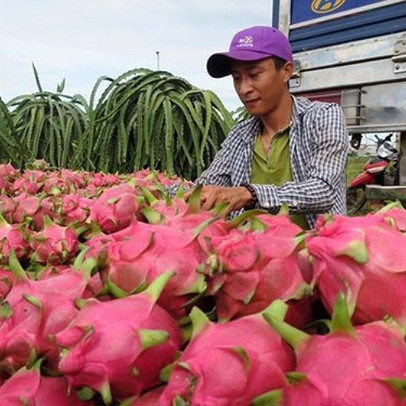 'Giải mã' việc Trung Quốc đột ngột ngưng mua thanh long VN