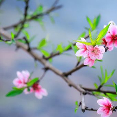 Giám đốc SSI Research: Không cần chờ quá lâu để "mùa hoa đẹp nhất" trên TTCK quay trở lại