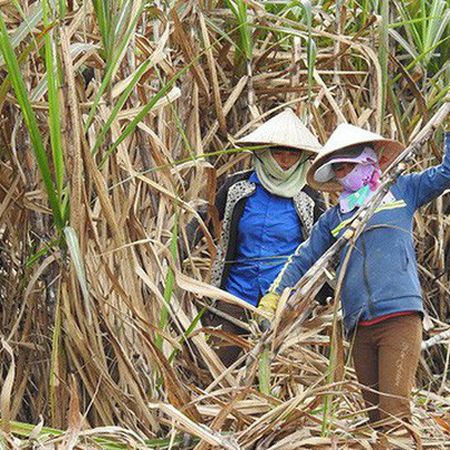 Gian lận thương mại từ Thái Lan khiến ngành đường Việt Nam rơi vào tình trạng báo động?