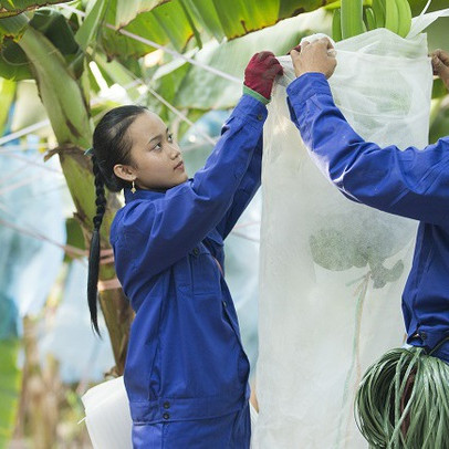 Gian nan khắc phục 4.000 tỷ lỗ lũy kế của HAGL Agrico: “Sổ đỏ” tại Lào và Campuchia chưa lấy về được nên khó triển khai dự án