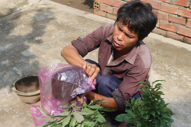  Giàu nhờ trồng mai tết - Ảnh 3.