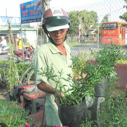 Giống hoa thạch thảo đỏ “cháy hàng” khi lần đầu tiên xuất hiện ở Sa Đéc