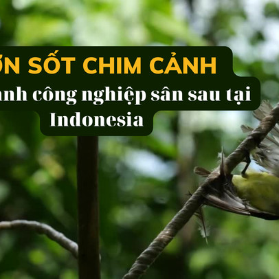 Giống lan đột biến ở Việt Nam, Indonesia bùng lên cơn sốt chim cảnh: Trò tiêu khiển giúp nhiều người đổi đời, nhưng ẩn chứa nhiều bí mật bất chính