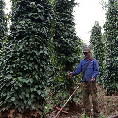 Giọt nước mắt mang tên hồ tiêu và giải pháp: Một thời hoàng kim