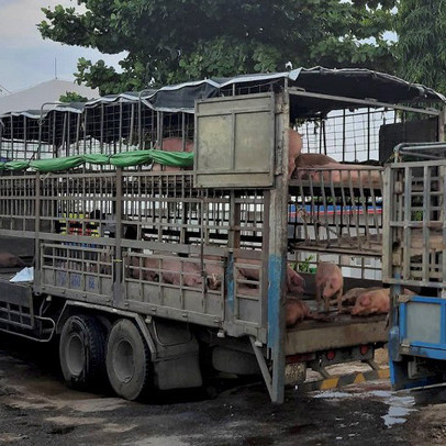 Giữa cơn sốt, lo heo lậu từ Thái Lan tuồn vào Việt Nam