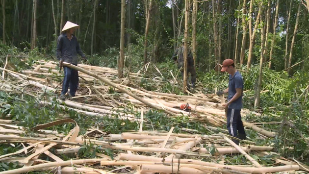 Gỗ nguyên liệu giấy tăng, người trồng rừng ồ ạt bán keo non - Ảnh 1.