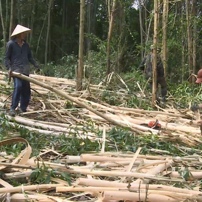 Gỗ nguyên liệu giấy tăng, người trồng rừng ồ ạt bán keo non