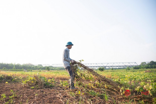 Hà Nội: Toàn cảnh bãi giữa sông Hồng nên thơ được đề xuất cải tạo thành công viên văn hóa - Ảnh 2.