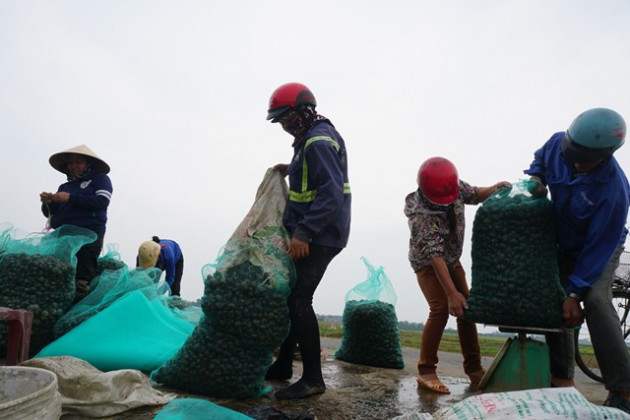 Hà Tĩnh: Thương lái thu mua hàng chục tấn ốc bươu vàng - Ảnh 4.