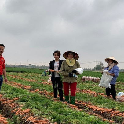 Hải Dương đề nghị hỗ trợ tiêu thụ 20.000 tấn cà rốt ứ đọng