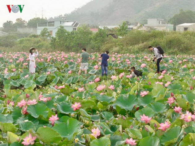 “Hái” ra tiền nhờ trồng sen - Ảnh 4.