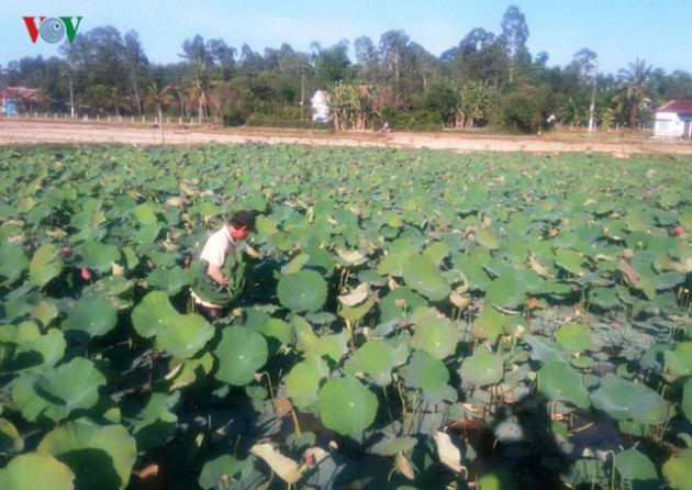 “Hái” ra tiền nhờ trồng sen - Ảnh 5.