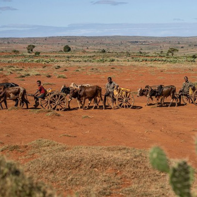 Hạn hán liên tiếp xảy ra ở Madagascar đã đẩy người dân đến bờ vực của nạn đói