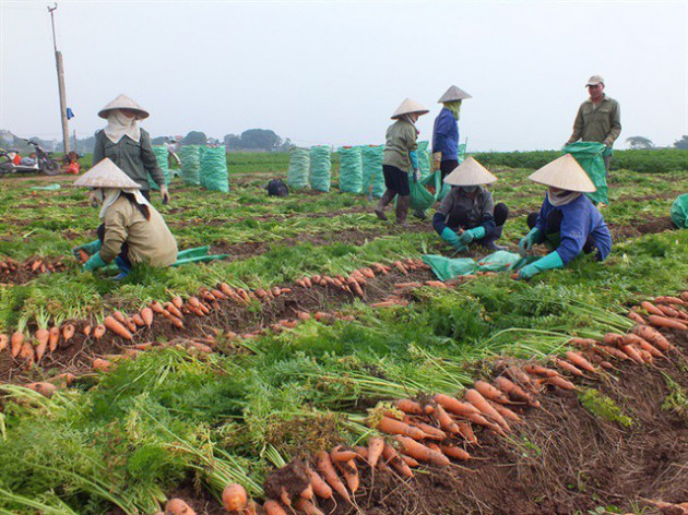 Hàng ngàn ha cà rốt vẫn phơi đồng, vắng tanh thương lái thu mua - Ảnh 1.