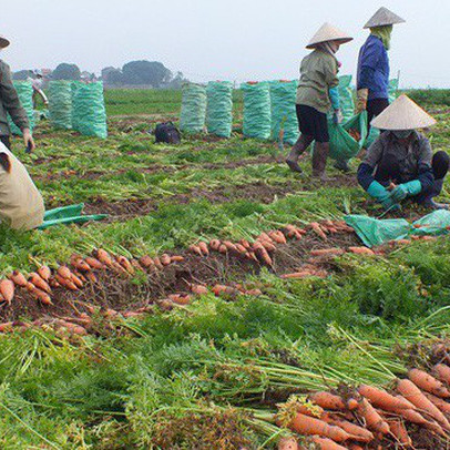 Hàng ngàn ha cà rốt vẫn 'phơi đồng', vắng tanh thương lái thu mua