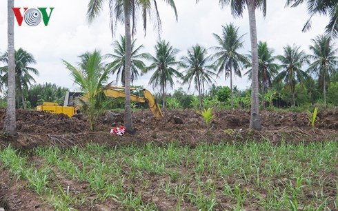 Hàng ngàn ha mía ở Trà Vinh “đói” vốn đầu tư tái vụ