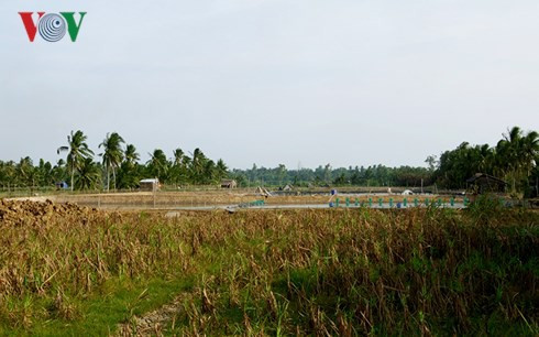 Hàng ngàn ha mía ở Trà Vinh “đói” vốn đầu tư tái vụ - Ảnh 2.