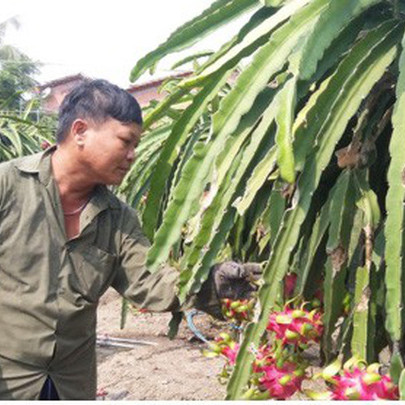 Hàng nghìn ha thanh long tại Tiền Giang chín đỏ chờ Tết