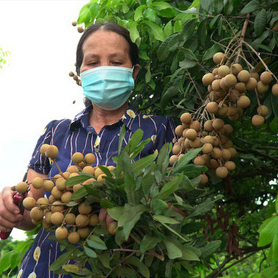 Hàng nghìn tấn nông sản chờ đầu ra