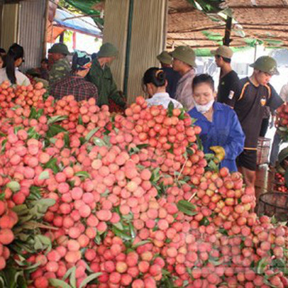 Hàng nghìn thương nhân đổ về Bắc Giang thu mua vải thiều