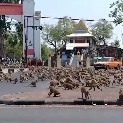 Hàng trăm con khỉ đói làm loạn cho thấy sự tàn phá của virus corona với kinh tế Thái Lan