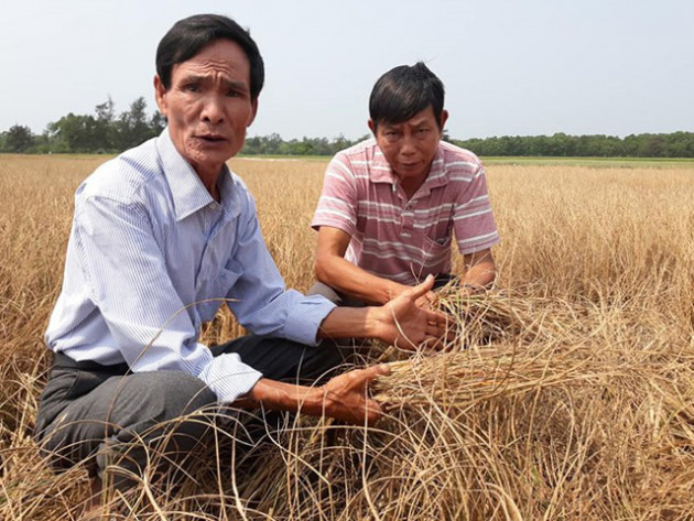 Hàng trăm ha lúa ở Huế khô cháy do thiếu nước tưới tiêu